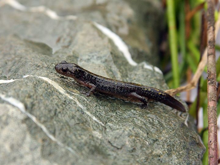 The California Biologist's Handbook