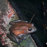 California Red-Legged Frog (<i>Rana draytonii</i>)