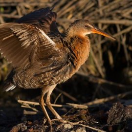 Light-Footed Ridgway’s Rail (<i>Rallus longirostris levipes</i>)