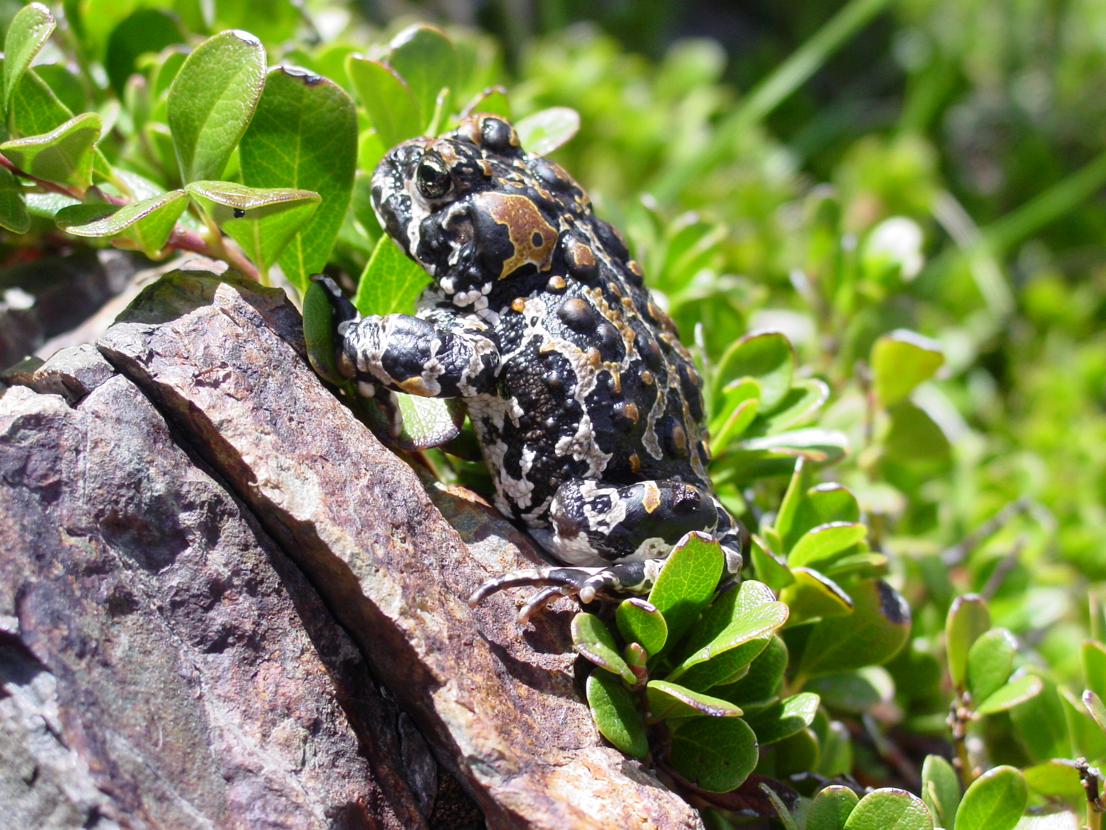 Yosemite Toad (<i>Anaxyrus canorus</i>)