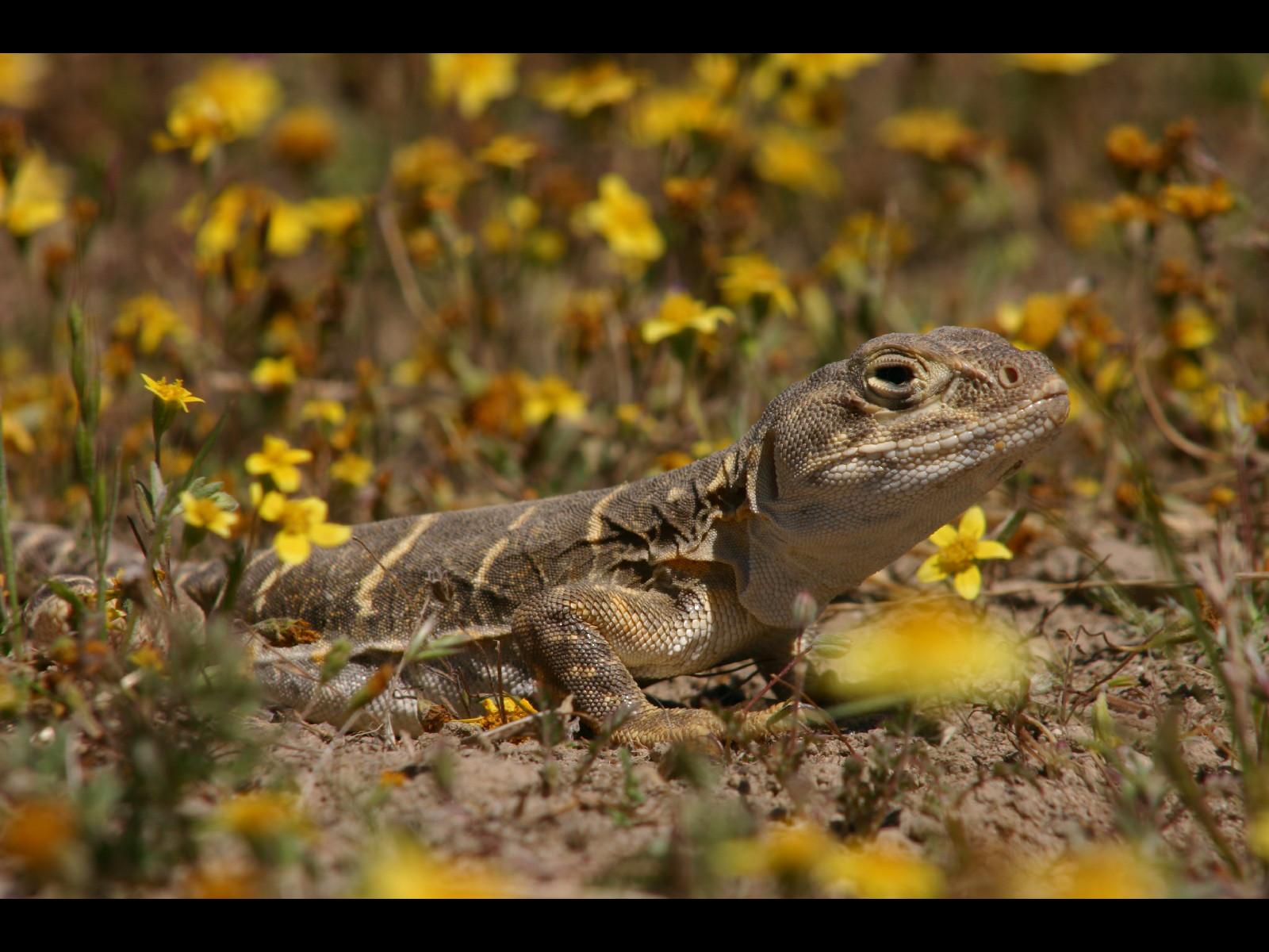 The California Biologist's Handbook