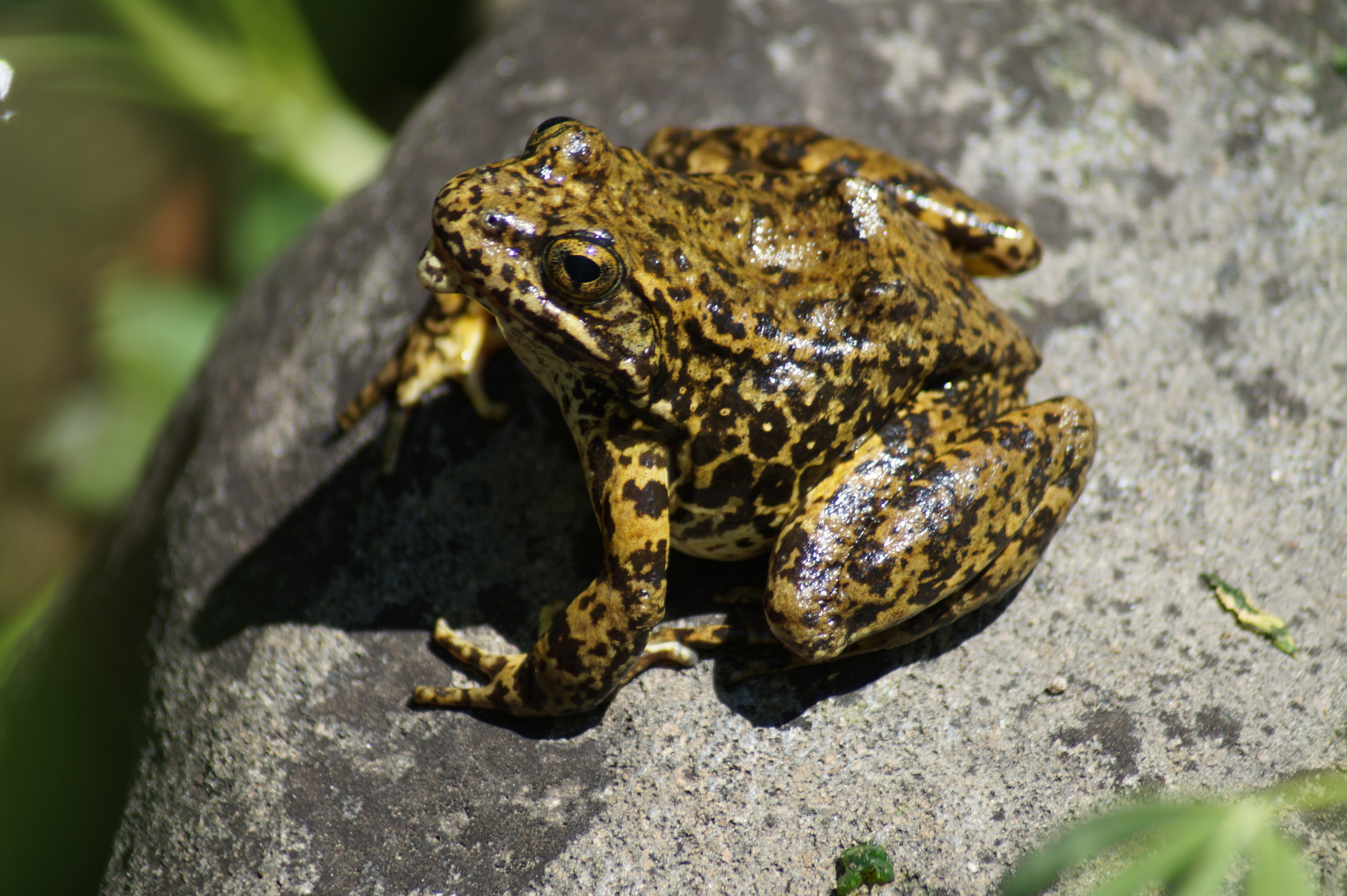 Sierra Nevada Yellow-Legged Frog (<i>Rana sierrae</i>)