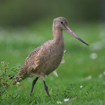 California Ridgway’s Rail (<i>Rallus longirostris obsoletus</i>) California Ridgway’s Rail (<i>Rallus longirostris obsoletus</i>)