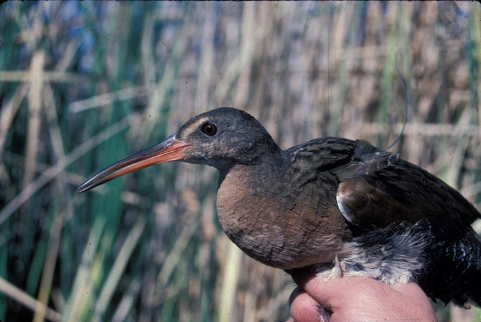 The California Biologist's Handbook