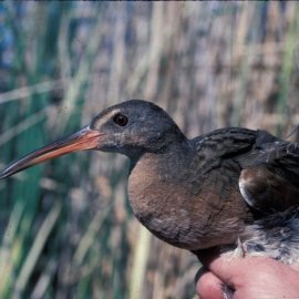 Yuma Ridgway’s Rail (<i>Rallus longirostris yumanensis</i>)