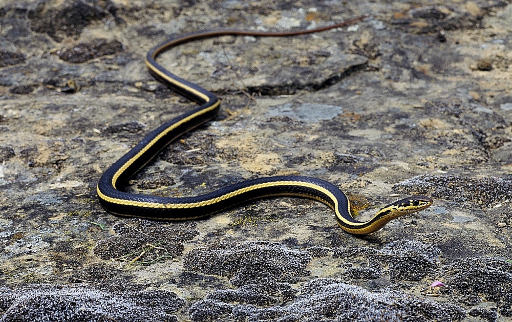 The California Biologist's Handbook