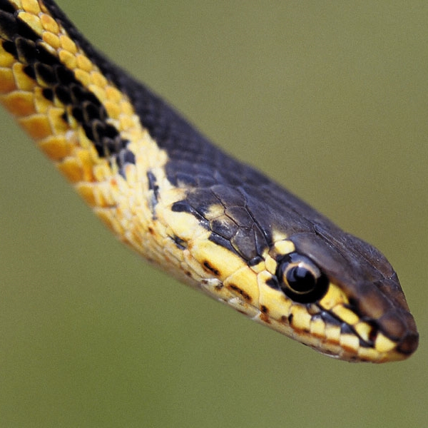 Alameda Striped Racer (<i>Masticophis lateralis euryxanthus</i>)