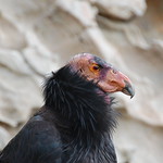 California Condor (<i>Gymnogyps californianus</i>)
