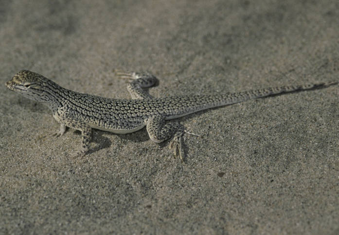 The California Biologist's Handbook