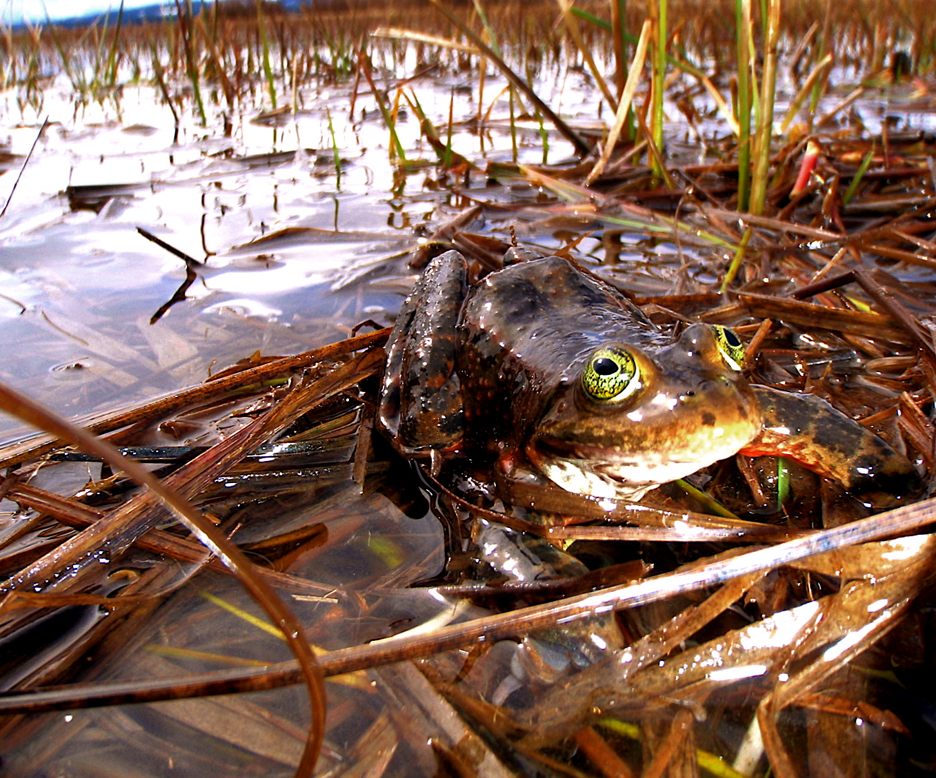 Oregon Spotted Frog (<i>Rana pretiosa</i>)