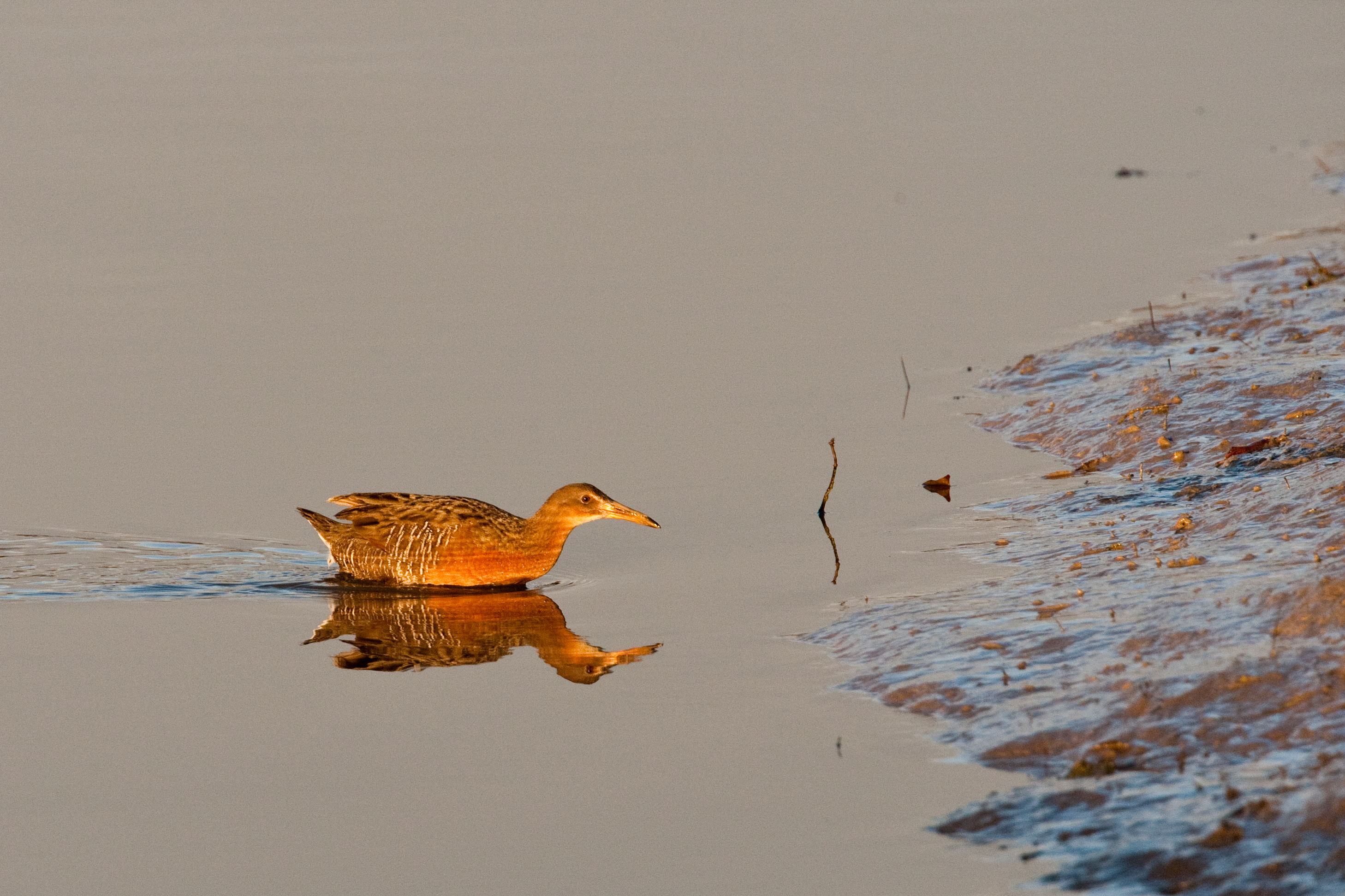The California Biologist's Handbook