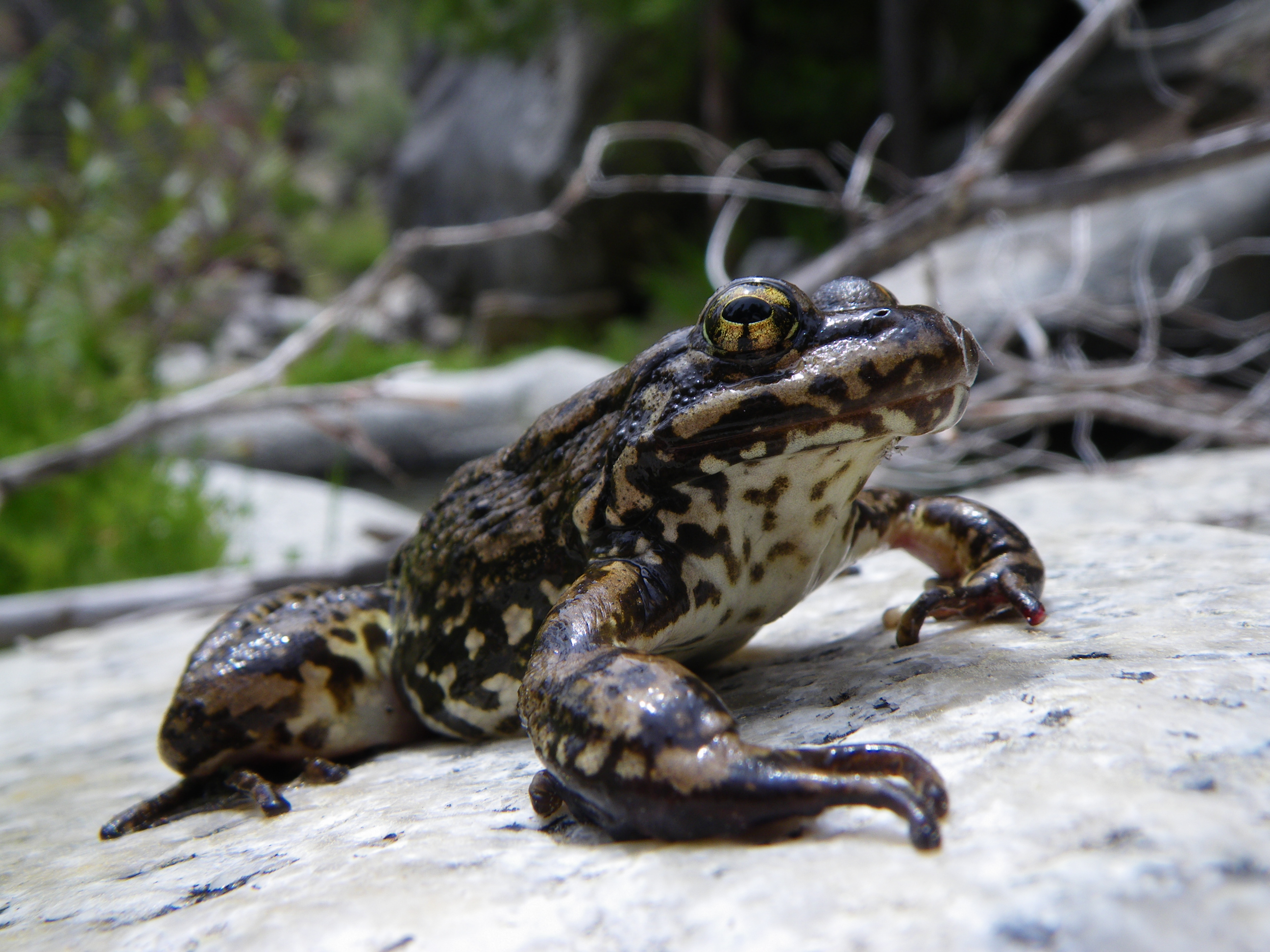 The California Biologist's Handbook