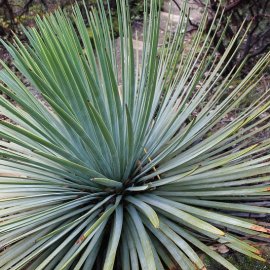 AGAVES YUCCAS and Related Plants
