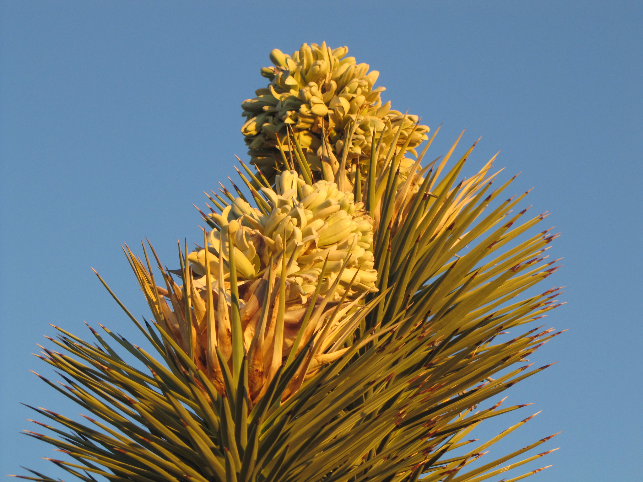 AGAVACEAE (Agave Family) – The California Biologist's Handbook