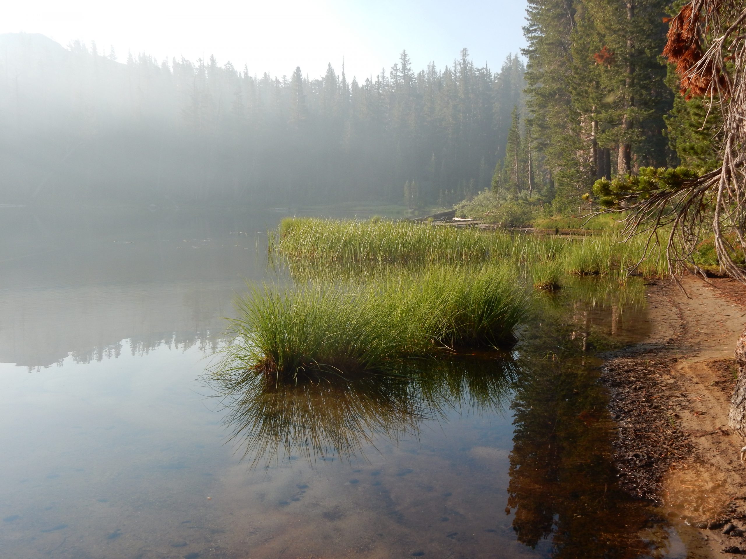 The California Biologist's Handbook
