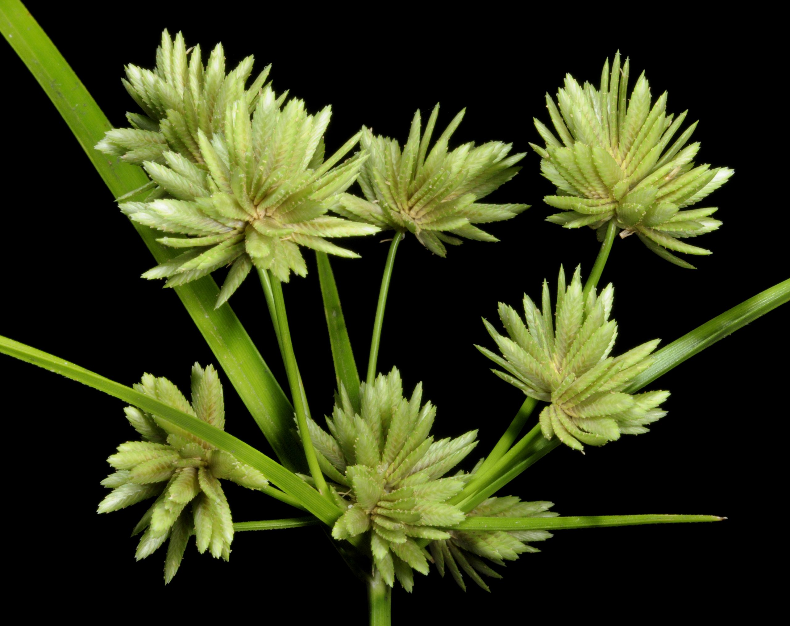 <i>Cyperus eragrostis</i> – Umbrella Sedge <i>Cyperus eragrostis</i> – Umbrella Sedge