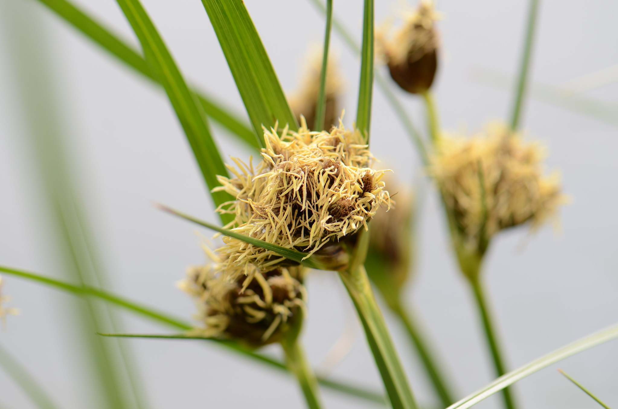 The California Biologist's Handbook